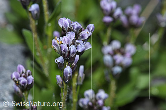 Foto: Bläuliche Gänsekresse (Arabis caerulea). Blüte und Stängel.