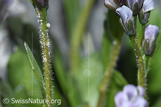 Foto: Bläuliche Gänsekresse (Arabis caerulea). Stängel und Blüten.