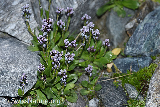 Foto: Bläuliche Gänsekresse (Arabis caerulea). Ganze Pflanze (Habitus).