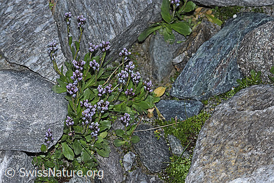 Foto: Bläuliche Gänsekresse (Arabis caerulea). Ganze Pflanze (Habitus).