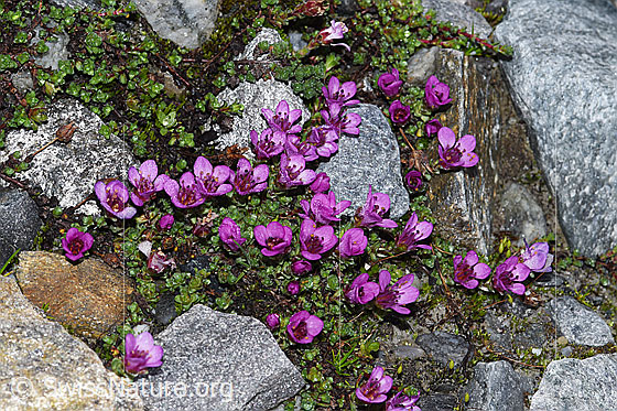 Foto: Gegenblättriger Steinbrech (Saxifraga oppositifolia). Ganze Pflanze (Habitus).
