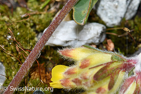 Photo: Anthyllis vulneraria ssp. Alpestris. Blossoms and stem.