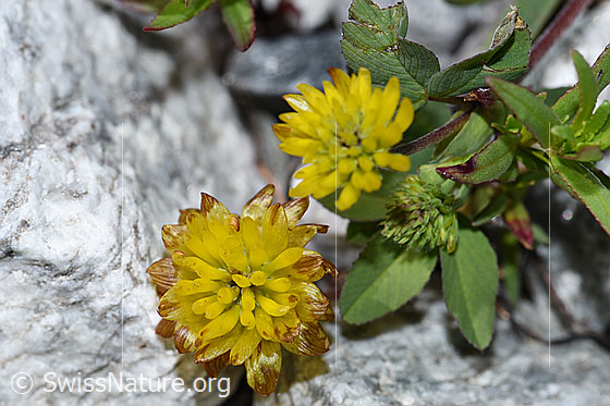 Photo: Trifolium badium. Blossoms.