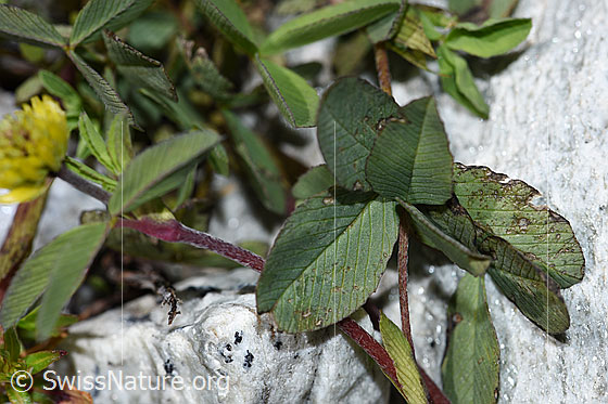 Photo: Trifolium badium. Leaves and stem.
