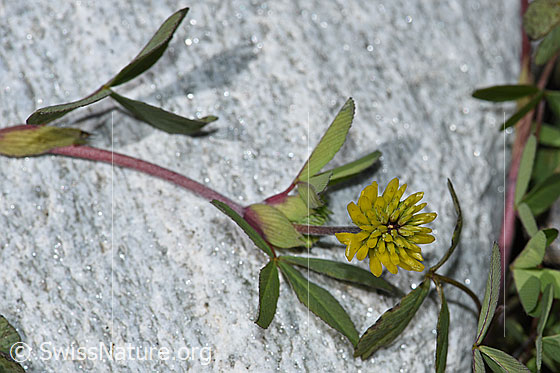 Photo: Trifolium badium. Stem, leaves and blossom.