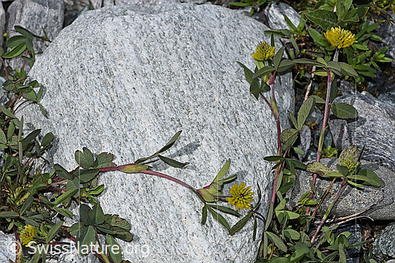 Photo: Trifolium badium. Whole plant (habiti).