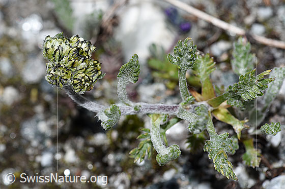 Foto: Ährige Edelraute (Artemisia genipi). Blüten, Stängel und Stängelblätter.
