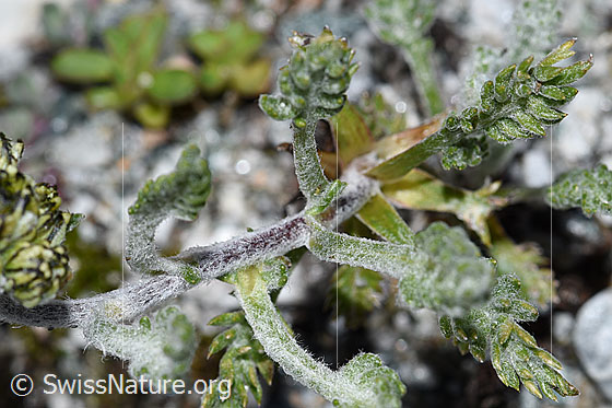 Foto: Ährige Edelraute (Artemisia genipi). Stängel und Blätter.