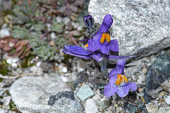 Foto: Alpen-Leinkraut (Linaria alpina). Blüten.