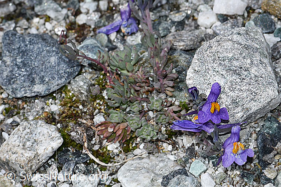 Foto: Alpen-Leinkraut (Linaria alpina). Ganze Pflanze (Habitus).