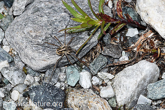 Foto: Wahrscheinlich Gemeiner Gebirgsweberknecht (Mitopus morio). Ansicht von oben.