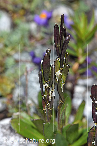Foto: Bläuliche Gänsekresse (Arabis caerulea). Ganze Pflanze (Habitus) mit Fruchtülsen.