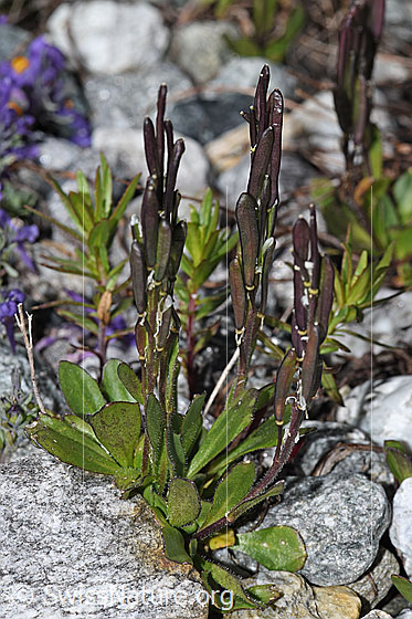 Foto: Bläuliche Gänsekresse (Arabis caerulea). Ganze Pflanze (Habitus) mit Früchten.