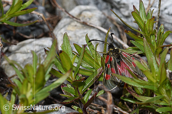 Foto: Alpen-Widderchen (Zygaena exulans) an Fleischers Weidenröschen (Epilobium fleischeri). Ansicht von oben.