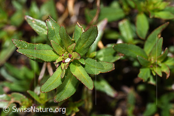 Foto: Fleischers Weidenröschen (Epilobium fleischeri). Blätter.