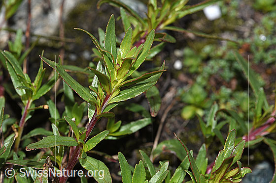 Foto: Fleischers Weidenröschen (Epilobium fleischeri). Zweig und Blätter.