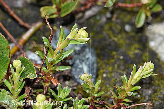 Foto: Bewimperter Steinbrech (Saxifraga aizoides). Knospen und Blätter.