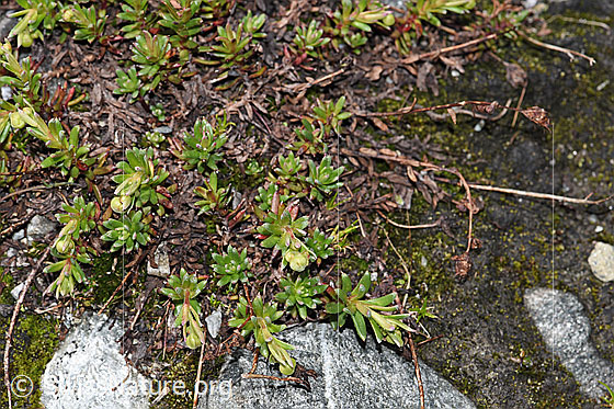 Foto: Bewimperter Steinbrech (Saxifraga aizoides). Ganze Pflanze (Habitus).