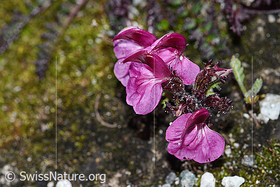 Foto: Kerners Läusekraut (Pedicularis kerneri). Blüten.