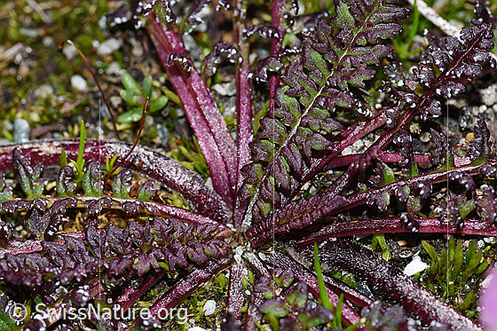 Foto: Kerners Läusekraut (Pedicularis kerneri). Blätter und Stängel.