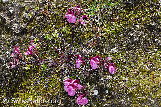 Foto: Kerners Läusekraut (Pedicularis kerneri). Ganze Pflanze (Habitus).