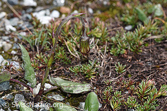 Photo: Tussilago farfara. Whole plant (habiti).