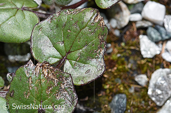 Foto: Huflattich (Tussilago farfara). Blätter.