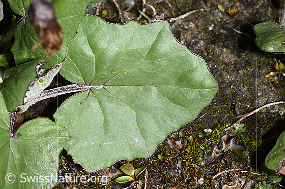 Foto: Huflattich (Tussilago farfara). Blatt.