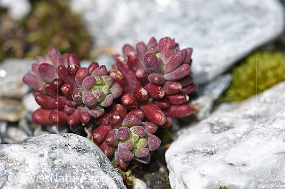 Foto: Dunkler Mauerpfeffer (Sedum atratum). Ganze Pflanze (Habitus).