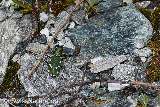 Foto: Gallischer Sandlaufkäfer (Cicindela gallica). Ansicht von oben.