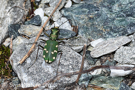Photo: Cicindela gallica. View from above.