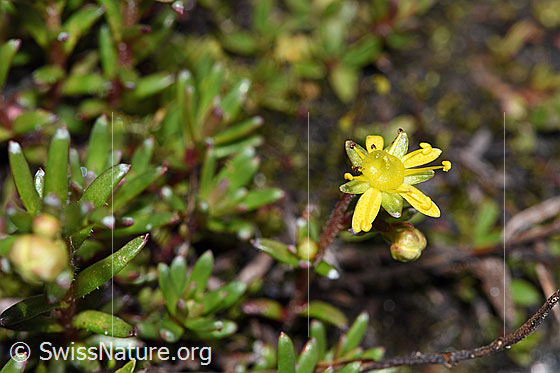 Foto: Bewimperter Steinbrech (Saxifraga aizoides). Blüte, Stängel und Blätter.