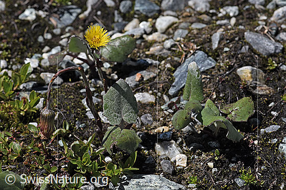 Foto: Huflattich (Tussilago farfara). Ganze Pflanze (Habitus).