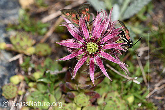 Foto: Berg-Hauswurz (Sempervivum montanum). Blüte.