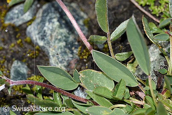 Foto: Alpen-Wundklee (Anthyllis vulneraria ssp. alpestris). Blätter.