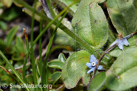 Foto: Alpen-Vergissmeinnicht (Myosotis alpestris). Blätter und Stängel.