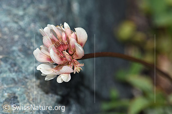 Bleicher Klee (Trifolium pallescens)