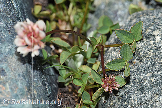 Foto: Wahrscheinlich Bleicher Klee (Trifolium pallescens). Blätter und Stängel.
