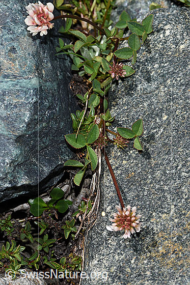 Foto: Wahrscheinlich Bleicher Klee (Trifolium pallescens). Ganze Pflanze (Habitus).