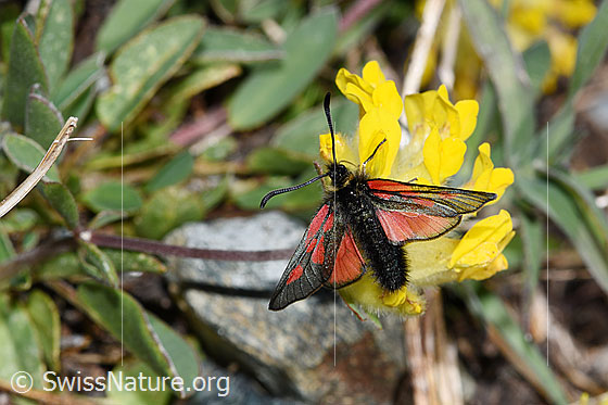 Foto: Alpen-Widderchen (Zygaena exulans) auf Alpen-Wundklee (Anthyllis vulneraria ssp. alpestris). Flügel geöffnet. Ansicht von oben.