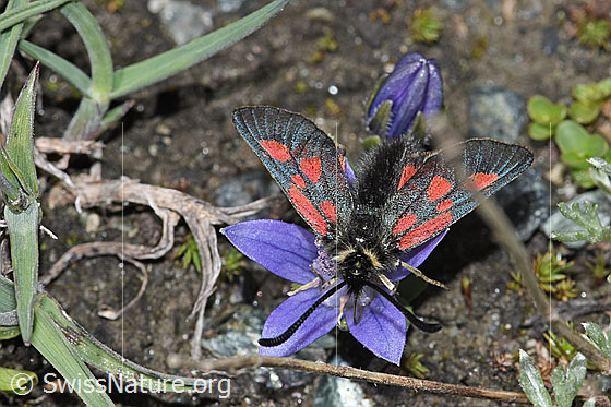 Photo: Zygaena exulans auf Mont Cenis-Glockenblume (Campanula cenisia). Wings open. View from the front at the top.