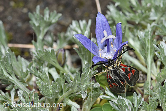 Photo: Zygaena exulans on Campanula cenisia. Wings closed. View from the front.