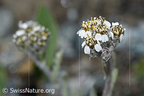 Foto: Zwerg-Schafgarbe (Achillea nana). Blütenstand.
