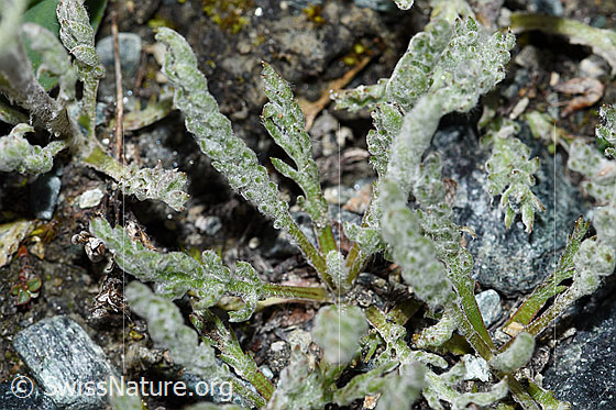 Foto: Zwerg-Schafgarbe (Achillea nana). Blätter.