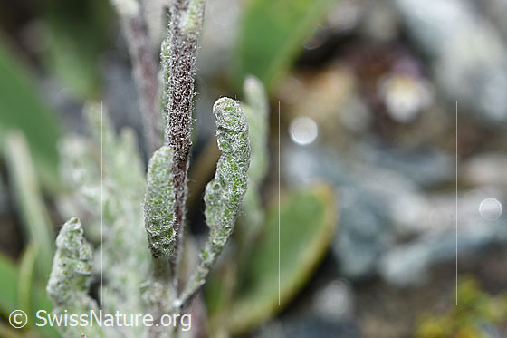Photo: Achillea nana. Stem and leaves.