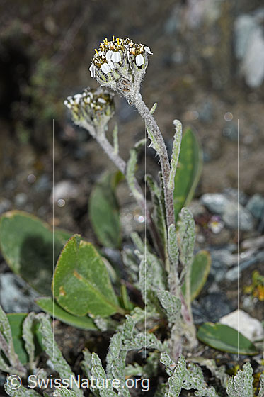 Foto: Zwerg-Schafgarbe (Achillea nana). Ganze Pflanze (Habitus).