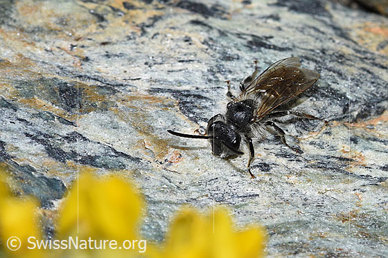 Foto: Wahrscheinlich Gewöhnliche Zwergsandbiene (Andrena minutula) Länge 5 - 7mm. Ansicht von schräg vorne.