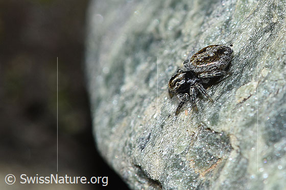 Foto: Wahrscheinlich Attulus longipes (Springspinne). Weibchen. Ansicht von der Seite.