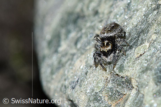 Foto: Wahrscheinlich Attulus longipes (Springspinne). Weibchen. Ansicht von schräg vorne.