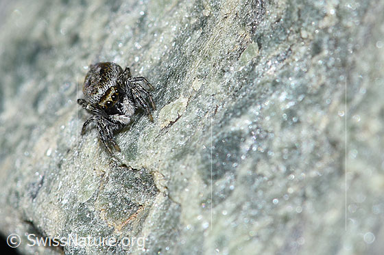 Foto: Wahrscheinlich Attulus longipes (Springspinne). Weibchen. Ansicht von vorne.